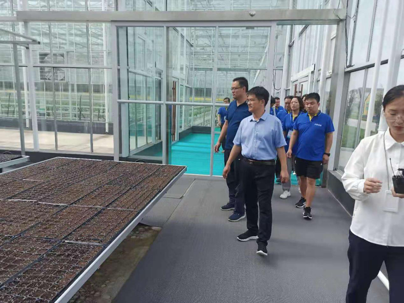麻豆社