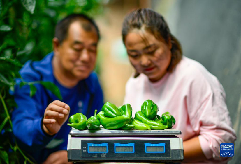麻豆社