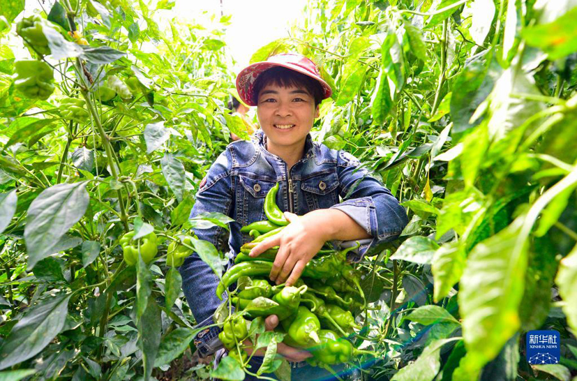 麻豆社