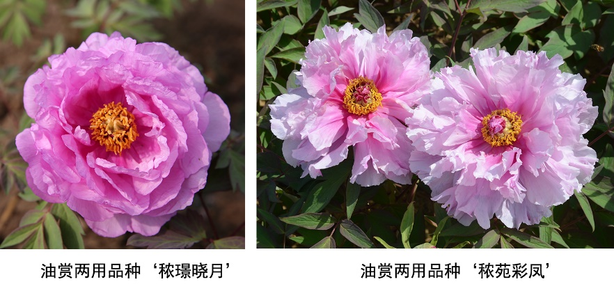麻豆社
