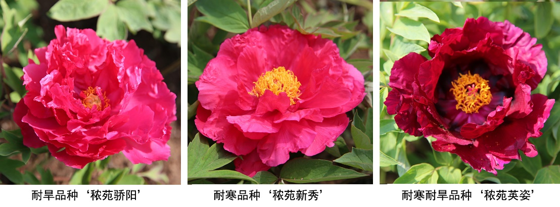 麻豆社
