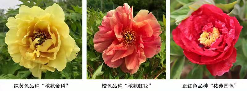 麻豆社