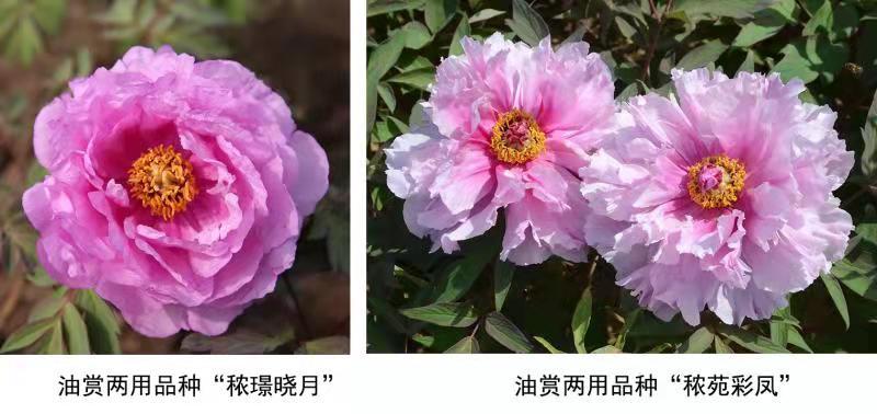 麻豆社